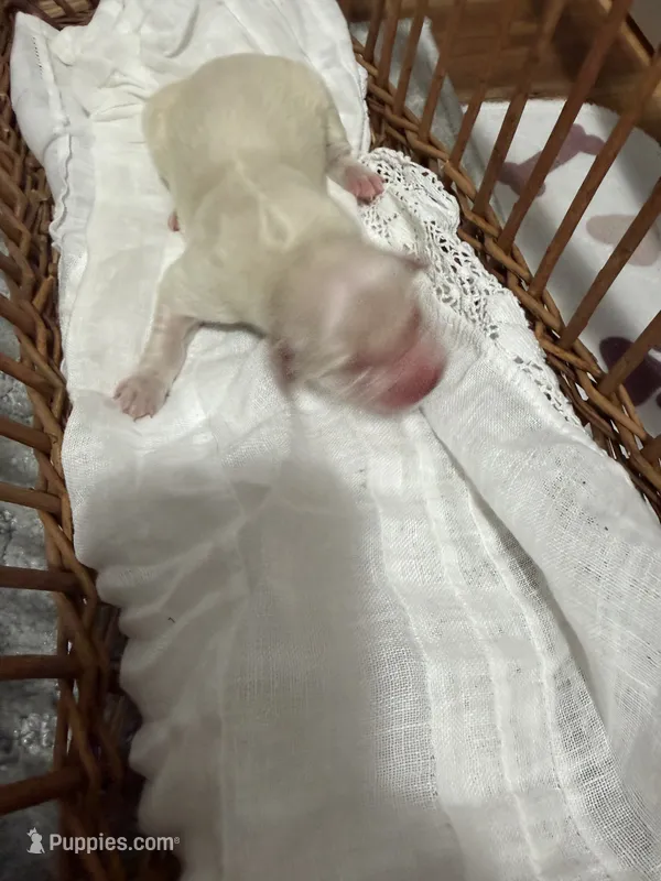 Golden Retriever English Cream puppy male – Golden Retriever, English Cream Golden Retriever puppy for sale in Modesto, CA