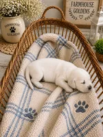 English Cream golden retriever puppy male, a male Golden Retriever and English Cream Golden Retriever for sale in Modesto, CA – 1 of 10