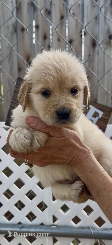 AKC golden retriever female, a female Golden Retriever for sale in Merced, CA – Photo 1 of 6