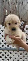 AKC golden retriever female, a female Golden Retriever for sale in Merced, CA – Photo 5 of 6