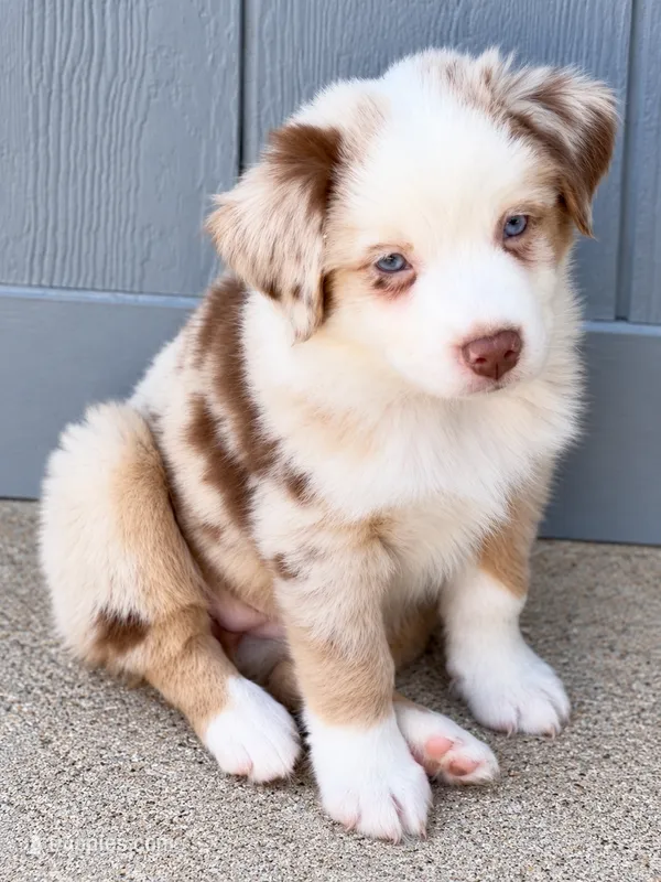 AKC Australian shepherd red Merle female – Australian Shepherd puppy for sale in Modesto, CA