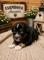Australian shepherd black tri female , a male Australian Shepherd for sale in Modesto, CA – 1 of 3