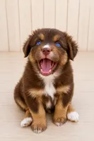 Australian shepherd red tri female, a female Australian Shepherd for sale in Modesto, CA – 3 of 6