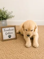 Golden Retriever light honey  golden female  puppy, a female Golden Retriever for sale in Modesto, CA – 3 of 9
