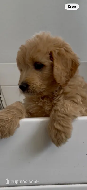 Goldendoodle female