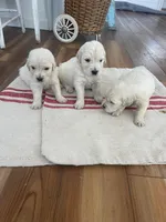 English Cream golden retriever male, a male Golden Retriever and English Cream Golden Retriever for sale in Modesto, CA – Photo 2 of 5