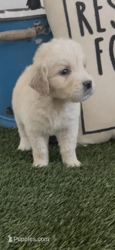 English Cream golden retriever male – Golden Retriever, English Cream Golden Retriever puppy for sale in Modesto, CA
