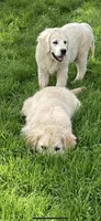 English Cream golden retriever male, a male Golden Retriever and English Cream Golden Retriever for sale in Modesto, CA – Photo 5 of 5