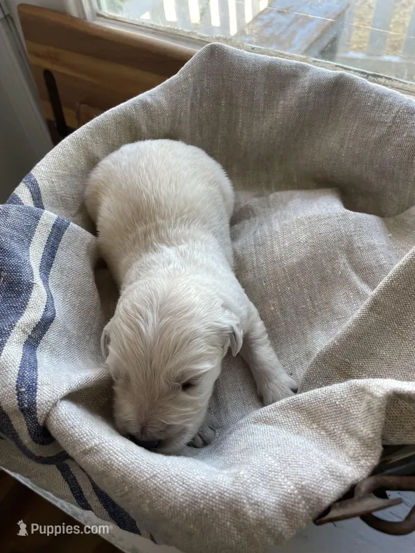 English Cream golden retriever male – Golden Retriever, English Cream Golden Retriever puppy for sale in Modesto, CA