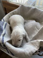 English Cream golden retriever male, a male Golden Retriever and English Cream Golden Retriever for sale in Modesto, CA – Photo 1 of 5