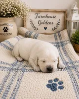 Golden Retriever English  Cream male puppy, a male Golden Retriever for sale in Modesto, CA – 6 of 10