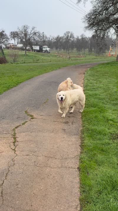 AAKC English cream golden retriever puppy , a female Golden Retriever and English Cream Golden Retriever for sale in Modesto, CA – 4 of 5