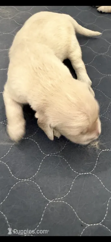 Golden retriever puppy x light golden male – Golden Retriever, English Cream Golden Retriever puppy for sale in Modesto, CA