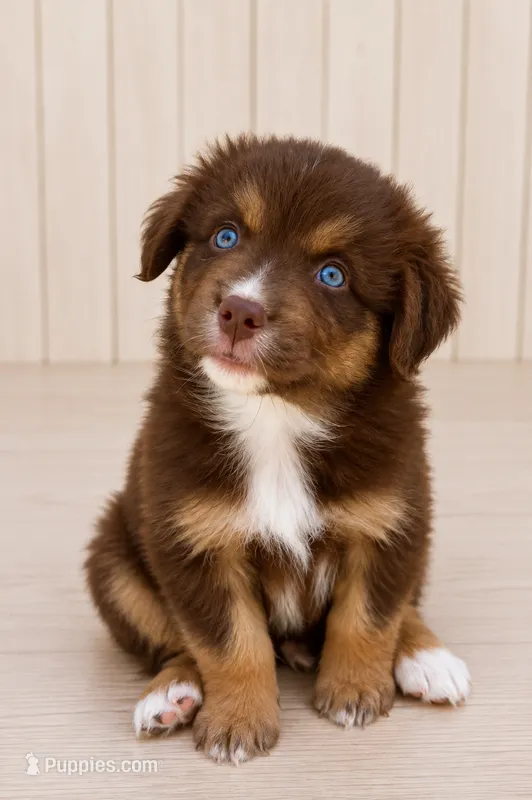 Australian shepherd red tri female – Australian Shepherd puppy for sale in Modesto, CA