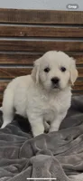 AKC Golden Retriever puppy female yellow collar, a female Golden Retriever and English Cream Golden Retriever for sale in Merced, CA – Photo 3 of 3