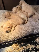 AKC Golden Retriever puppy , a female Golden Retriever and English Cream Golden Retriever for sale in Manteca, CA – Photo 6 of 6