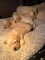 AKC Golden Retriever puppy , a female Golden Retriever and English Cream Golden Retriever for sale in Manteca, CA – Photo 5 of 6