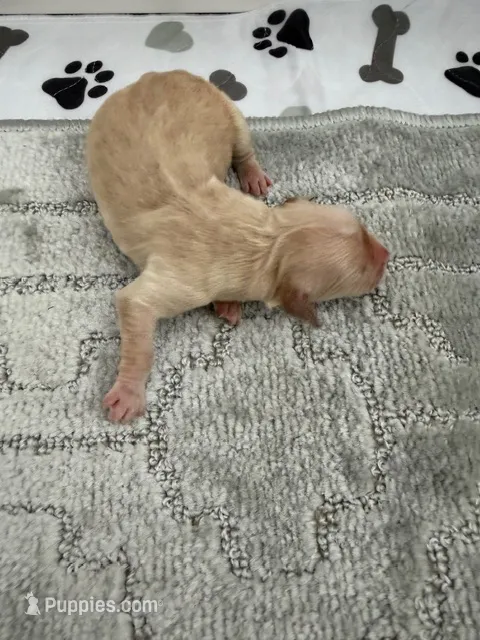 AKC Golden Retriever puppy 3