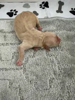 processed/c8a3f7f8-d701-4e71-9f40-843eb5ab00ae/listing/f9052643-f1c3-46cd-8614-f6d49a5260a3/5173d03e-e367-4ef8-90d5-ee07a22ea6de