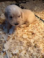AKC Golden Retriever puppy , a female Golden Retriever and English Cream Golden Retriever for sale in Manteca, CA – Photo 3 of 6