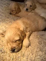 AKC Golden Retriever puppy , a female Golden Retriever and English Cream Golden Retriever for sale in Manteca, CA – Photo 4 of 6