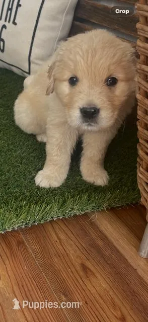 AKC Golden Retriever puppy 