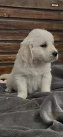 AKC Golden Retriever puppy female yellow collar, a female Golden Retriever and English Cream Golden Retriever for sale in Merced, CA – Photo 1 of 3