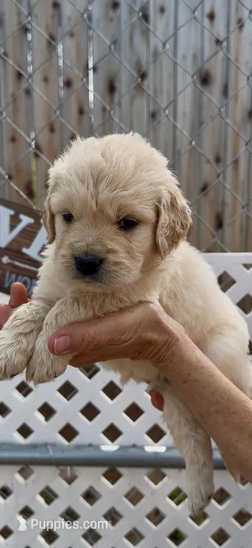 AKC Golden Retriever puppy 
