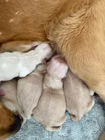 processed/c8a3f7f8-d701-4e71-9f40-843eb5ab00ae/listing/f9052643-f1c3-46cd-8614-f6d49a5260a3/a8c3b366-64d5-48d8-8241-4bcb8b158db6