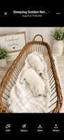 Golden Retriever English cream  male, a male Golden Retriever and English Cream Golden Retriever for sale in Modesto, CA – 5 of 9