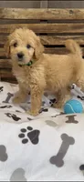 Goldendoodle golden retriever male F1, a male Goldendoodle and Golden Retriever for sale in Manteca, CA – Photo 2 of 6