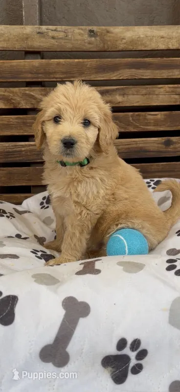 Goldendoodle golden retriever male F1