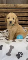 Goldendoodle golden retriever male F1, a male Goldendoodle and Golden Retriever for sale in Manteca, CA – Photo 1 of 6