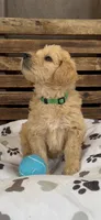 Goldendoodle golden retriever male F1, a male Goldendoodle and Golden Retriever for sale in Manteca, CA – Photo 3 of 6