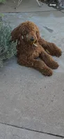 Goldendoodle golden retriever male F1, a male Goldendoodle and Golden Retriever for sale in Manteca, CA – Photo 5 of 6