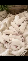Golden Retriever Cream light Golden female, a female Golden Retriever and English Cream Golden Retriever for sale in Modesto, CA – 3 of 8
