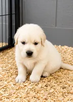 AKC Golden retriever puppy , a male Golden Retriever for sale in Modesto, CA – 4 of 9