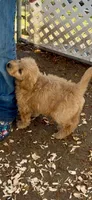 Goldendoodle     golden retriever , a female Goldendoodle and Golden Retriever for sale in Merced, CA – Photo 6 of 8