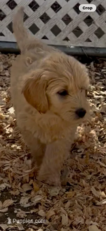 Goldendoodle golden retriever F1