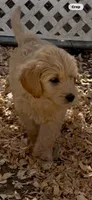 Goldendoodle     golden retriever , a female Goldendoodle and Golden Retriever for sale in Merced, CA – Photo 1 of 8