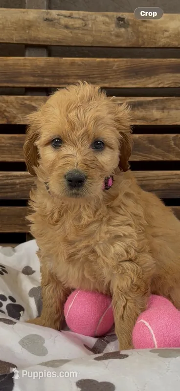 Goldendoodle golden retriever F1