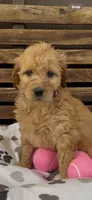 Goldendoodle golden retriever F1, a female Goldendoodle and Golden Retriever for sale in Manteca, CA – Photo 1 of 3