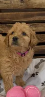Goldendoodle golden retriever F1, a female Goldendoodle and Golden Retriever for sale in Manteca, CA – Photo 3 of 3