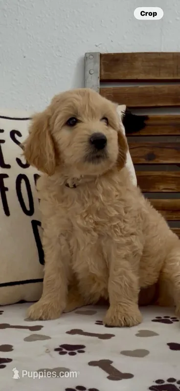 Goldendoodle  silver collar female    golden retriever , a female Goldendoodle and Golden Retriever for sale in Merced, CA – Photo 1 of 9