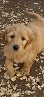 Goldendoodle     golden retriever , a female Goldendoodle and Golden Retriever for sale in Merced, CA – Photo 4 of 8
