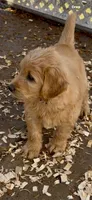 Goldendoodle     golden retriever , a female Goldendoodle and Golden Retriever for sale in Merced, CA – Photo 3 of 8