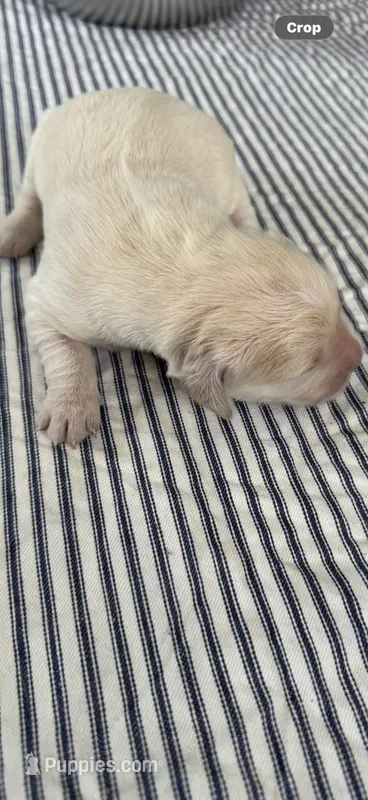Golden retriever puppy female – Golden Retriever puppy on hold in Modesto, CA