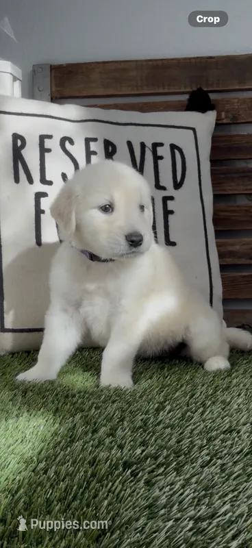 Golden retriever English Cream Christmas litter – Golden Retriever, English Cream Golden Retriever puppy for sale in Modesto, CA