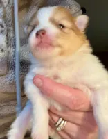 Simba  AKC, a male Pomeranian for sale in Oklahoma City, OK – Photo 2 of 5