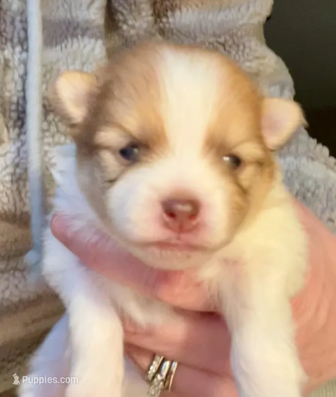 Simba  AKC, a male Pomeranian for sale in Oklahoma City, OK – Photo 1 of 5